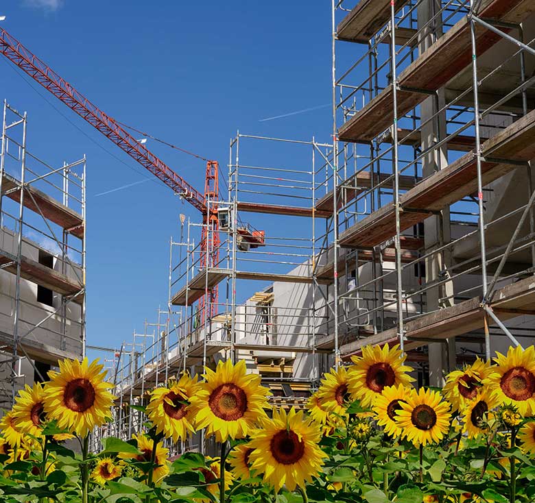 Sustainable construction and sunflowers